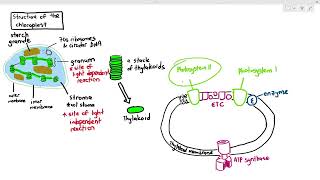 132 Chloroplast Structure Cambridge AS A Level Biology 9700 [upl. by Nylidam]