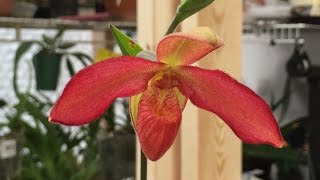 ORCHID CARE BRIGHT RED PHRAGMIPEDIUM SLIPPER ORCHID IN BLOOM [upl. by Nissa]