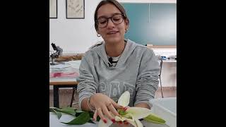 angiospermas  Disección de una flor  ciclodevida de las plantas  bachillerato educación [upl. by Ocer]