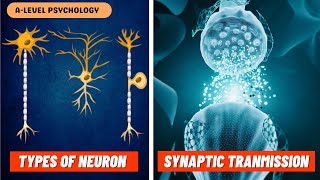 Neurons amp Synaptic Transmission  Excitation amp Inhibition  Biopsychology [upl. by Kiah]