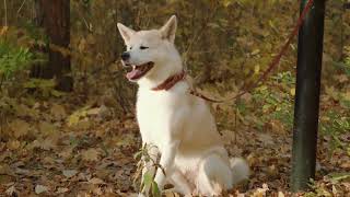 Unveiling the Akita Inu Japans Majestic Canine [upl. by Enialed]