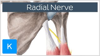 Radial Nerve  Branches Course amp Innervation  Human Anatomy  Kenhub [upl. by Fanchon39]