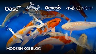 Modern Koi Blog 6112  Das wurde bislang aus unseren 1012 cm Koi in der Aufzucht [upl. by Dyanna]