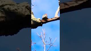 Redbellied woodpecker greets a beautiful day nature bird woodpecker [upl. by Sayette]