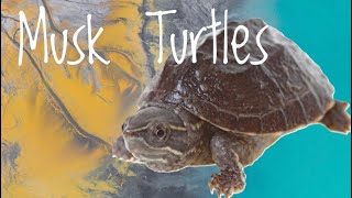 Species Spotlight Common Musk Turtles [upl. by Assyn]