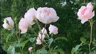 DESDEMONA standard tree rose Peachy pink buds open to white chaliceshaped blooms fragrant DA [upl. by Jun670]