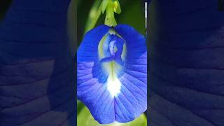 Clitoria flower planted in the yard satisfying butterfly gardening butterflypeatea [upl. by Ahsehat803]