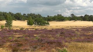 NETHERLANDS national park Loonse en Drunense duinen hdvideo [upl. by Maharva]