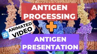 Antigen Processing and Presentation ANIMATION  Exogenous Pathway amp Endogenous Pathway [upl. by Nimad]