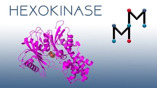 Hexokinase A VR Experience 2D version [upl. by Ailahtan4]