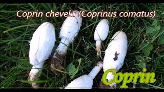 Coprin chevelu Preparation Mushrooms [upl. by Duane82]