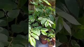 Strawberry tree Muntingia calabura grown from seed update 4 months later [upl. by Puna]