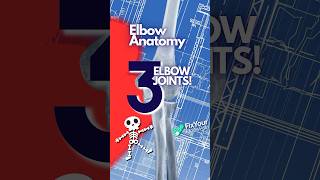 The 3 Bones Of The Elbow Joint Explained [upl. by Ajiak]