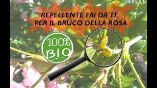 INSETTICIDA REPELLENTE BIO PER I BRUCHI DELLA ROSA [upl. by Ahsinaw630]