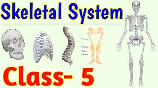 The Skeletal System  Human Skeleton  Class 5  Science [upl. by Narmis51]