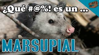 ¿Qué  es un marsupial  El origen de la piel glandular en sinápsidos [upl. by Asim]