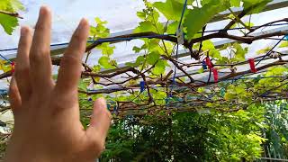 Update Tanaman Anggur Setelah Pruning total dan pemberian dormex [upl. by Cosette]