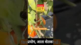 Pomato  किसान भाई अवश्य देखें।Must watch for Farmer Brothers Tomato and Potato Hybrid plantation [upl. by Janela254]