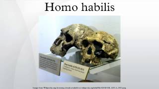 Homo habilis [upl. by Aivatahs817]