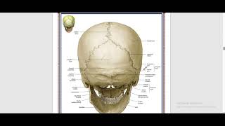 Practical Skull 5  Norma Basalis Externa DrAhmed Hassan Elbatahgy [upl. by Anali]