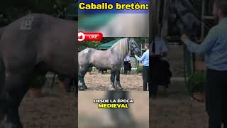 Caballo bretón ¿es el mejor trabajador del campo caballos horse caballosblancos [upl. by Leumas]