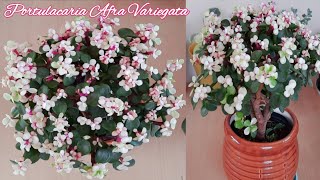 Portulacaria Afra Variegata Care Elephant Bush Propagation Elephant Bush Bonsai Care in Hindi [upl. by Llegna174]