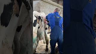 Professional Insemination Of Cows [upl. by Strage139]