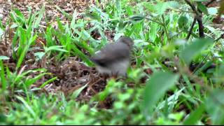 Pileated Finch  Coryphospingus pileatus [upl. by Aserehtairam]