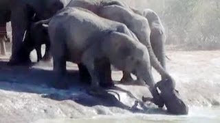 Herd Of Elephants Rescues A Calf  So Beautiful  Latest Sightings [upl. by Aiderfla354]