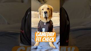 Golden Retriever ready for football game goldenretriever nfl [upl. by Matrona]