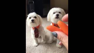 Maltese barking and growling compilation [upl. by Manville]