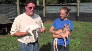 Rare Piebald Whitetailed Deer Fawn [upl. by Raveaux]