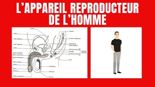 Organisation de lappareil génital de lhomme [upl. by Santa]