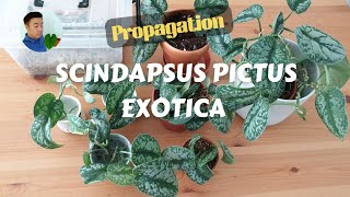 Propagation  Scindapsus pictus exotica boy did it take a long time 😅 [upl. by Kippar]