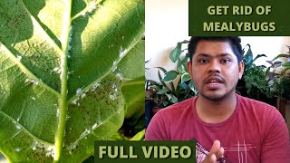 Get Rid of Mealybugs FAST on Houseplants  Top 6 Methods [upl. by Thomasin283]