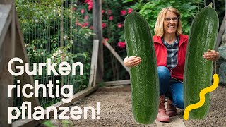 Maximaler Ertrag So pflanzt und pflegt ihr Gurken richtig  Tipps für eine reiche Ernte 🥒 [upl. by Clementina]