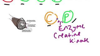 Creatine Phosphate System [upl. by Florian]