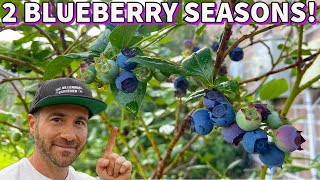 This Simple Tip Will DOUBLE Your BLUEBERRY HARVEST [upl. by Jeavons893]