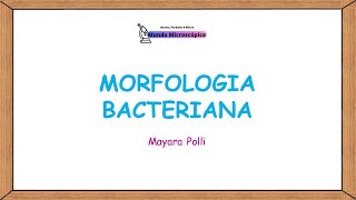 MORFOLOGIA BACTERIANA Quais são as Principais Formas das Bactérias [upl. by Aylat443]