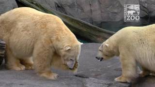 Polar Bears Introduced  Cincinnati Zoo [upl. by Adnolaj561]