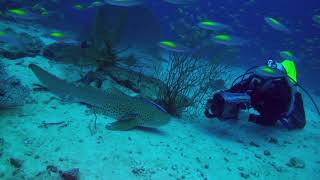 BEST DIVE SITES OF SIMILAN ISLANDS NEW HD [upl. by Walburga]