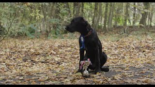 Polly the Pointador is the Face of Amazon Pets 2019 [upl. by Ahsenat]