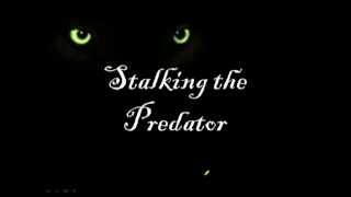 W06 Stalking The Predator Webinar Trailer [upl. by Elwaine]