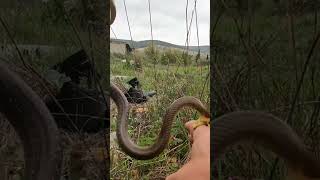 BITE OF AESCULAPIAN SNAKE animals herping reptiles bite snake snakes [upl. by Apthorp720]