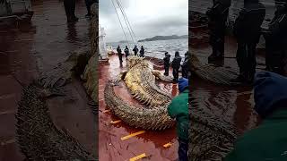 Giant Sea Monsters Caught by Fishermen 🐙🎣GiantSeaCreatures FishingDiscoveries OceanMysteries [upl. by Annaesor602]