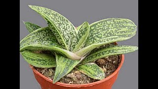 30 ESPÉCIES DE GASTERIA PARA IDENTIFICAÇÃO [upl. by Nowyt873]