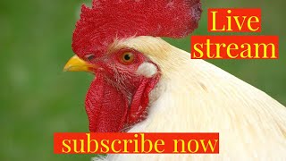 Fa poultry is live [upl. by Rakia]