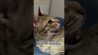 Why cat hiss Shocking reasons [upl. by Philoo426]