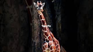 What A Giraffe Sounds Like [upl. by Seiber]