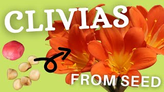 Growing Clivia Seeds For Your Nursery [upl. by Inesita64]